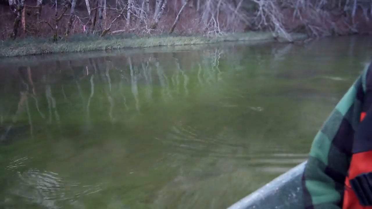 The Memory of Fish Trailer (2016) Screen Capture #2