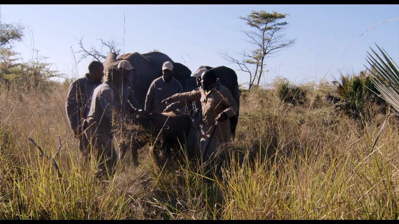 Naledi: A Baby Elephant's Tale Trailer (2017) Screen Capture #4