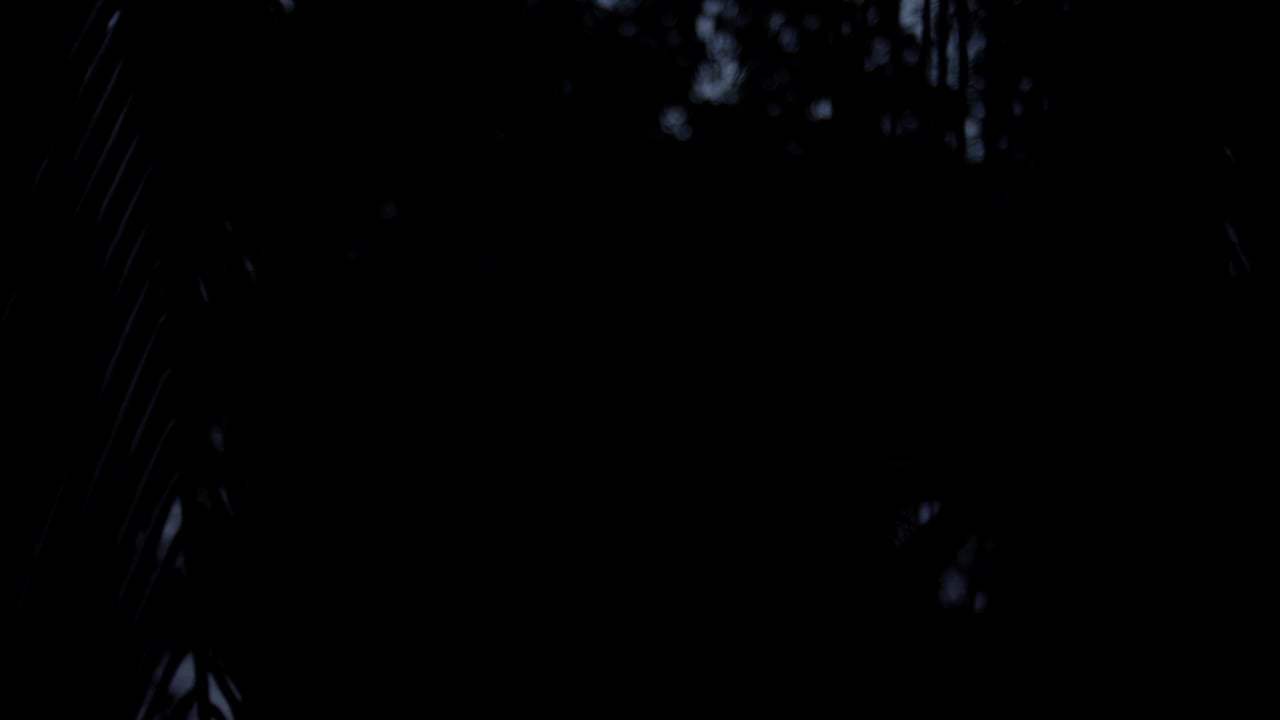 Selva Trailer (2016) Screen Capture #3