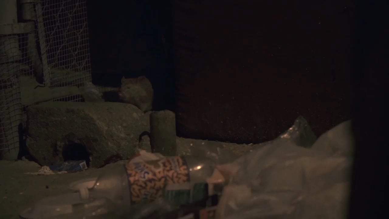 Rat Film (2017) - Norway Rat Screen Capture #2