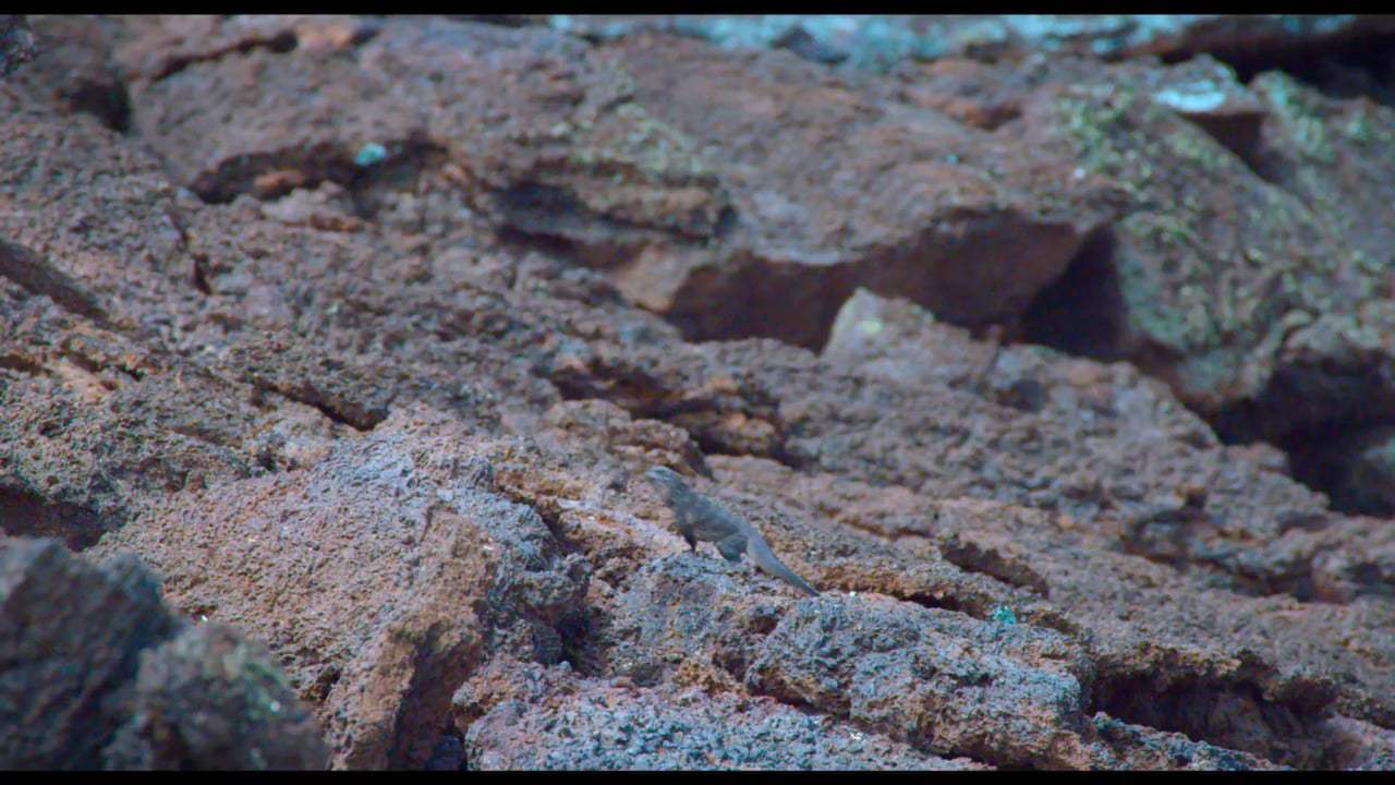 Earth: One Amazing Day Trailer (2017) Screen Capture #3