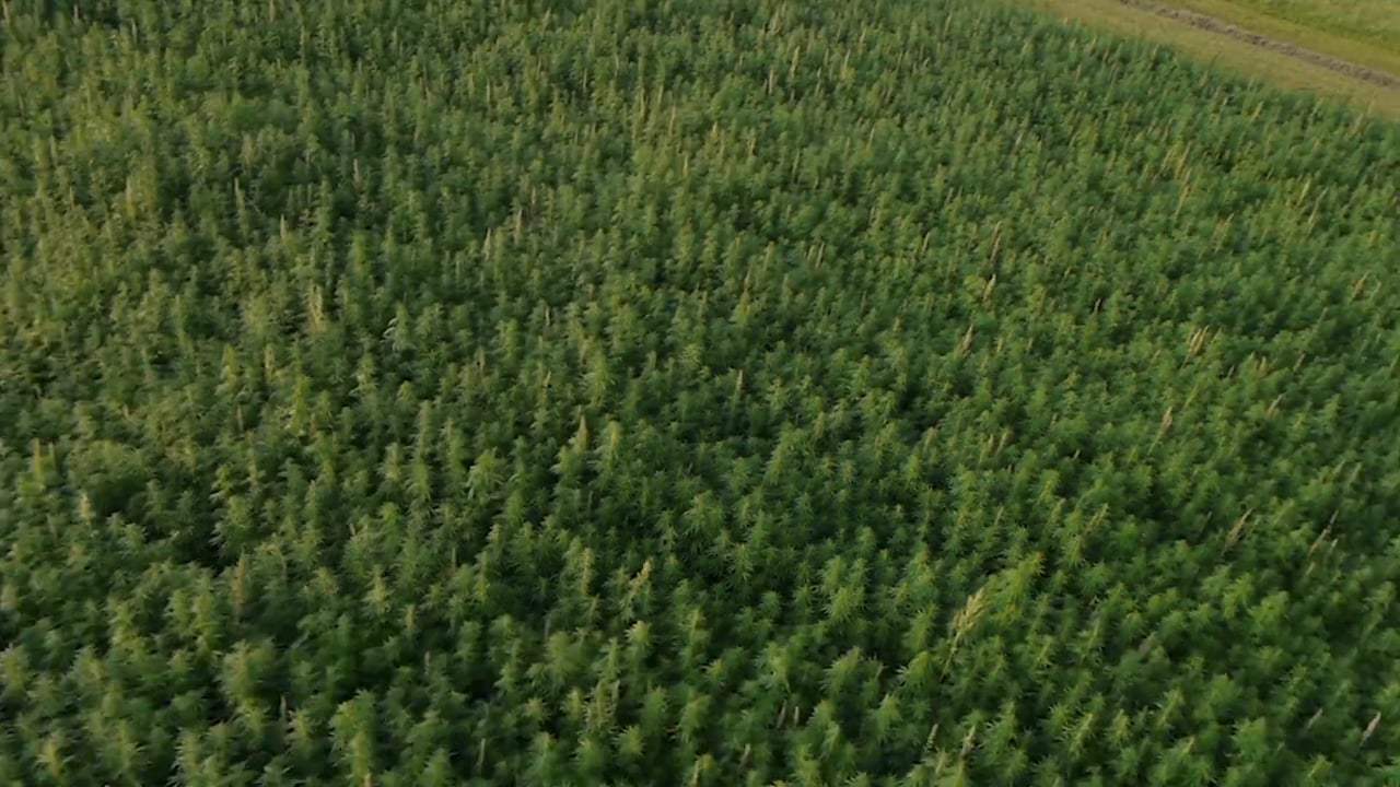 The Legend of 420 Trailer (2017) Screen Capture #3