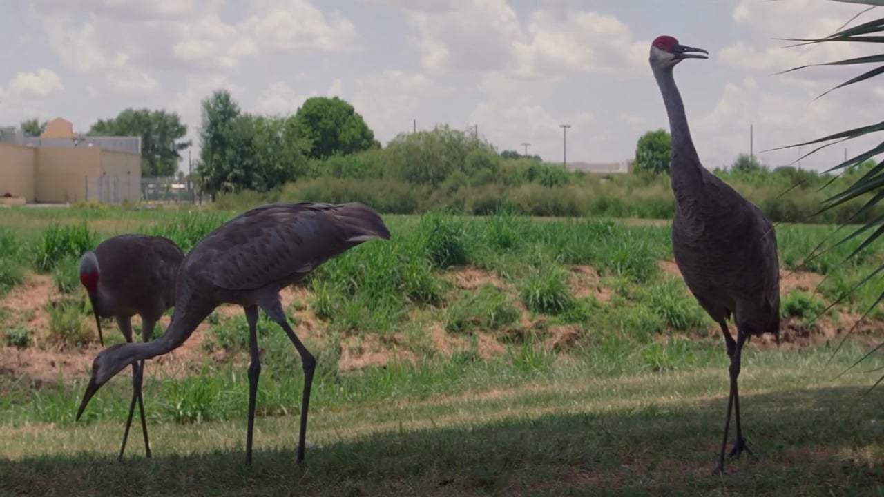 The Florida Project (2018) - No Harm No Fowl Screen Capture #4