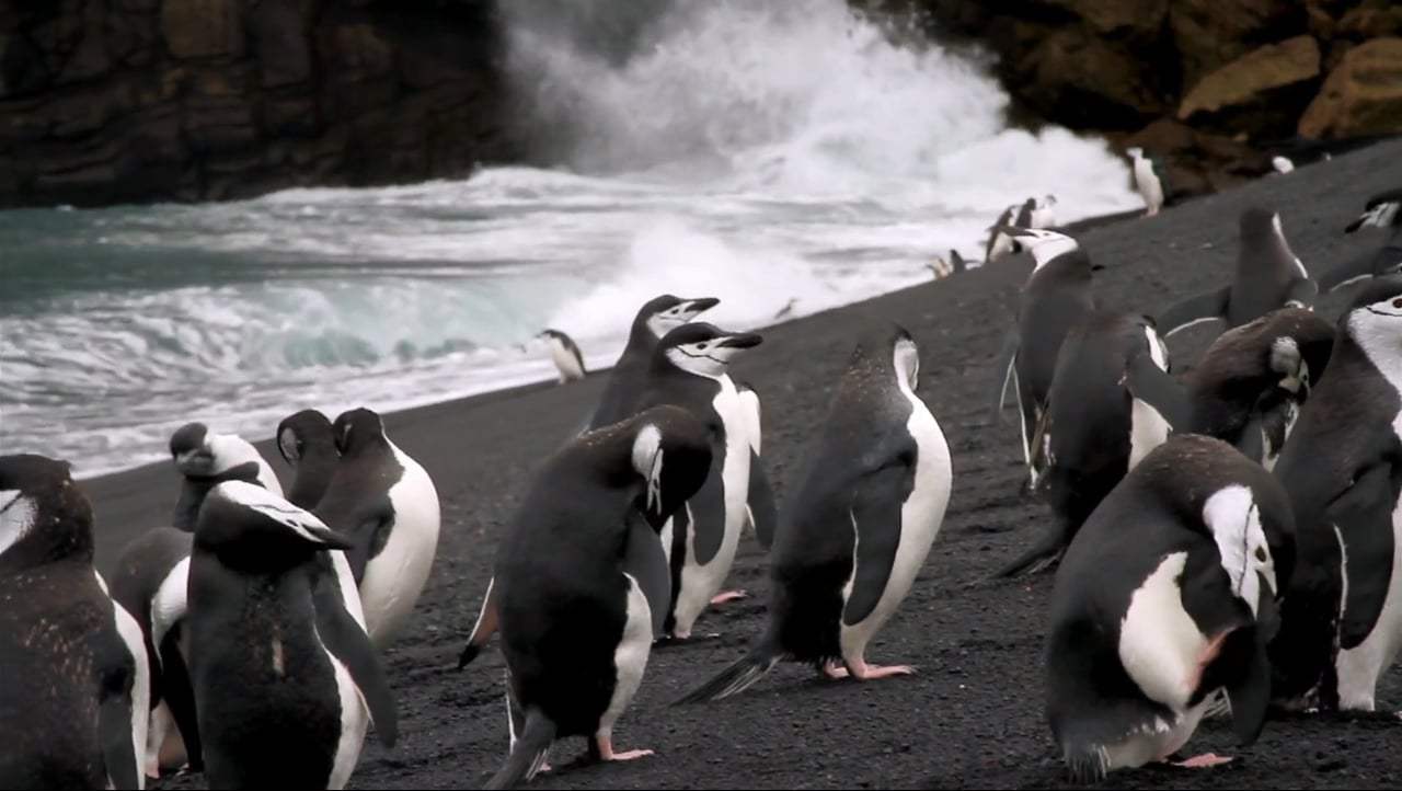 The Penguin Counters Trailer (2017) Screen Capture #3