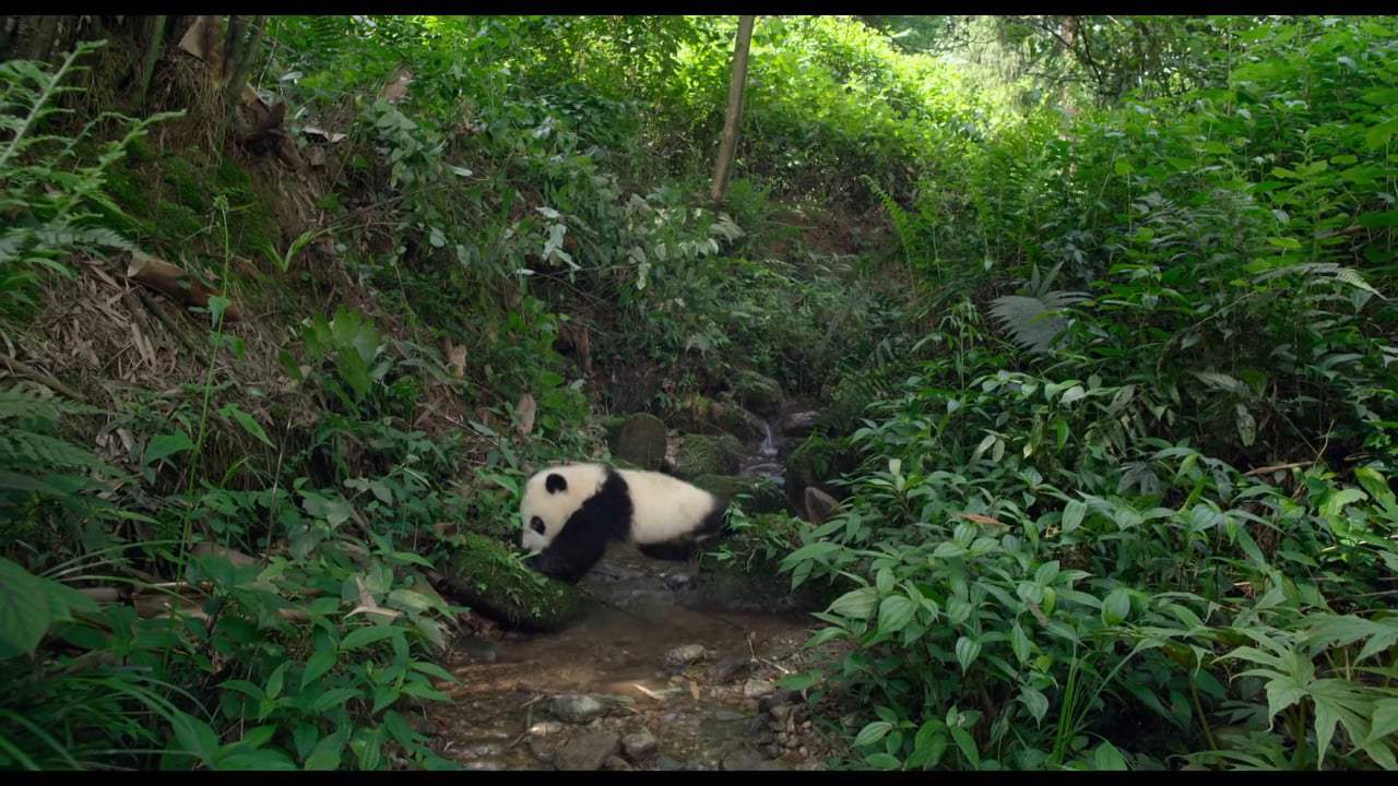 Pandas Trailer (2018) Screen Capture #3