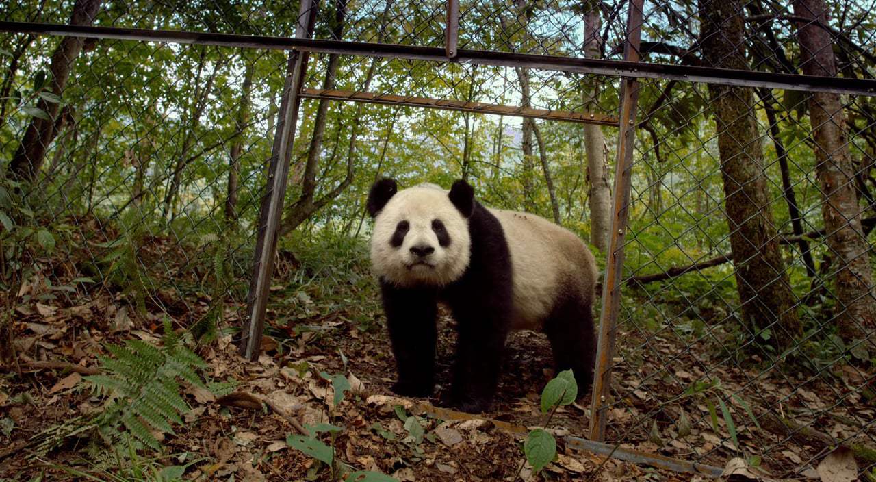 Pandas Theatrical Trailer (2018) Screen Capture #4
