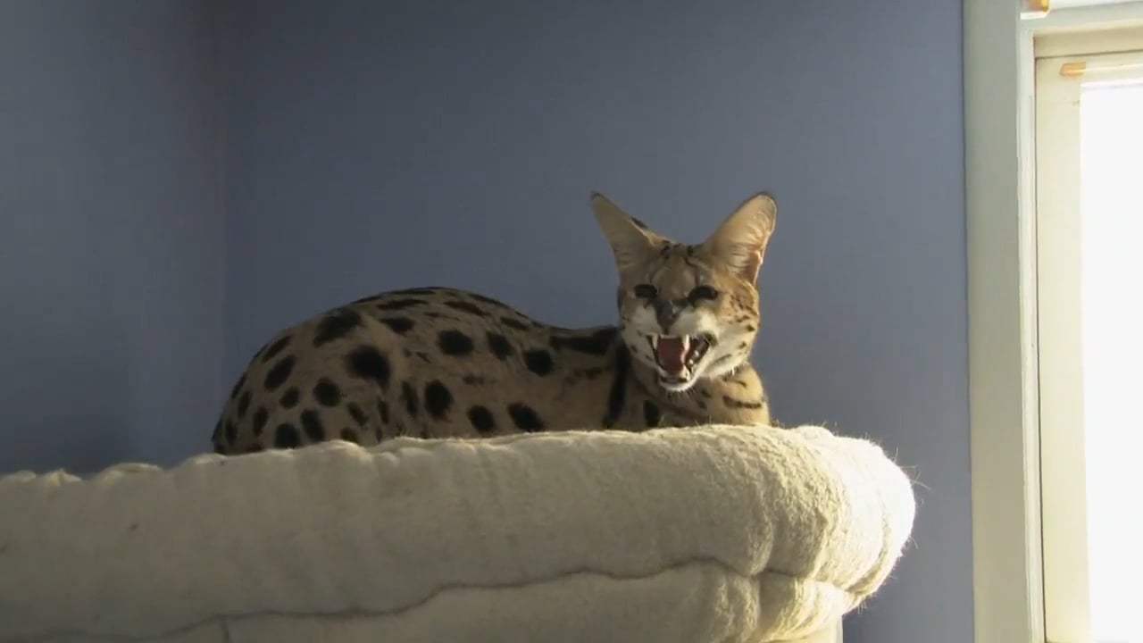 Samantha's Amazing Acro-Cats Trailer (2018) Screen Capture #1