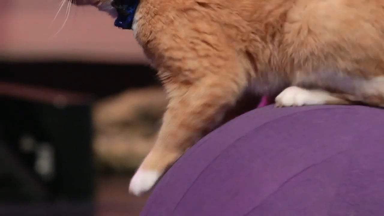 Samantha's Amazing Acro-Cats Trailer (2018) Screen Capture #2