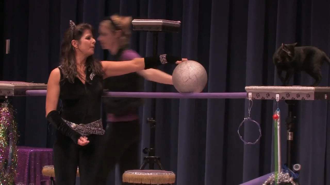 Samantha's Amazing Acro-Cats Trailer (2018) Screen Capture #3