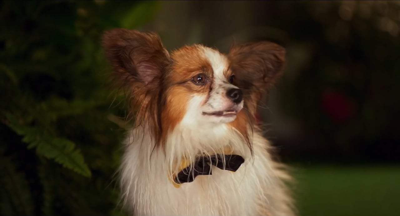 Show Dogs TV Spot - Harrier Nick (2018) Screen Capture #1
