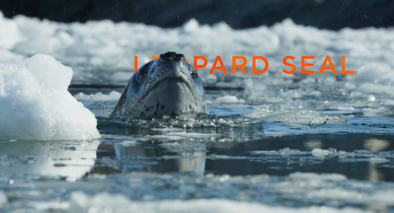 Penguins Trailer (2019) Screen Capture #1