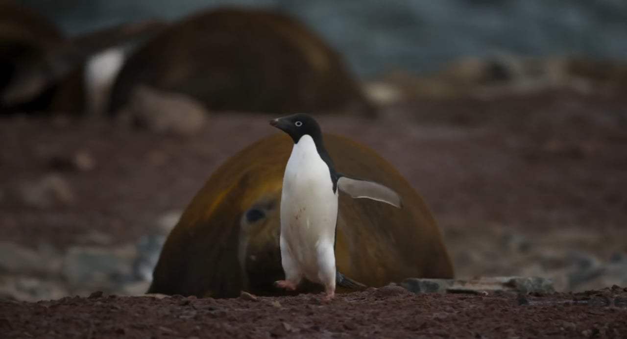 Penguins Trailer (2019) Screen Capture #2