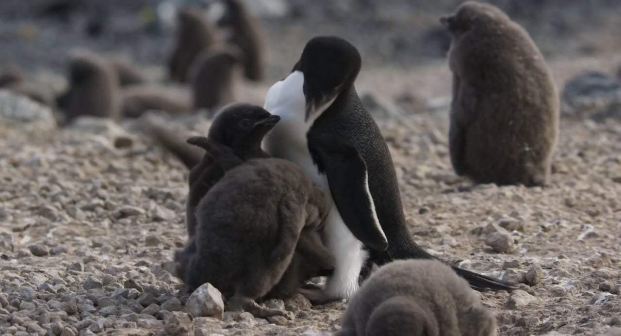 Penguins Trailer (2019) Screen Capture #3