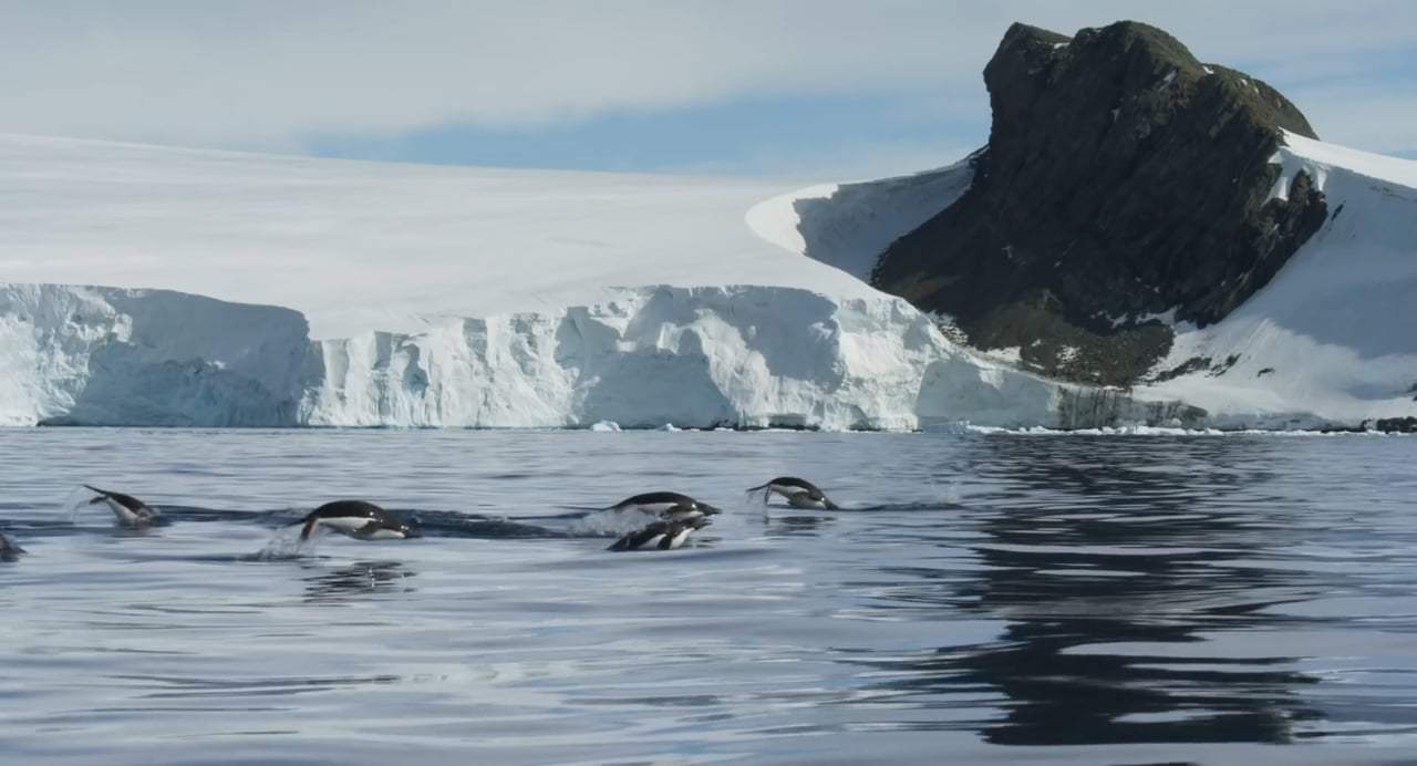 Penguins Trailer (2019) Screen Capture #4