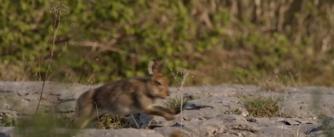 The Silver Branch Trailer (2018) Screen Capture #3