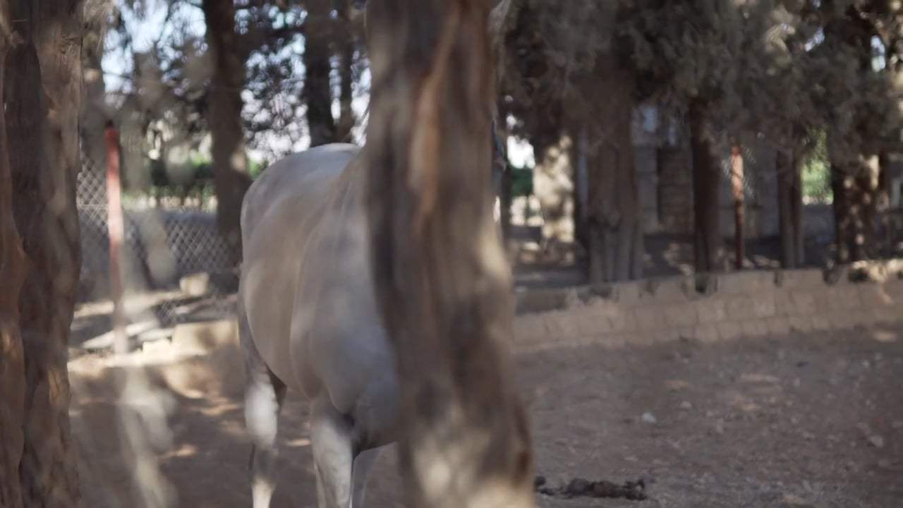 At Home with the Horses Trailer (2018) Screen Capture #2
