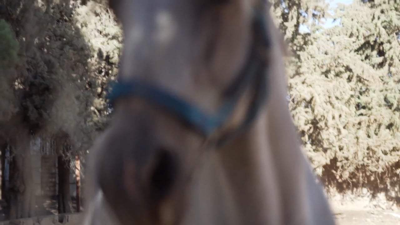 At Home with the Horses Trailer (2018) Screen Capture #3