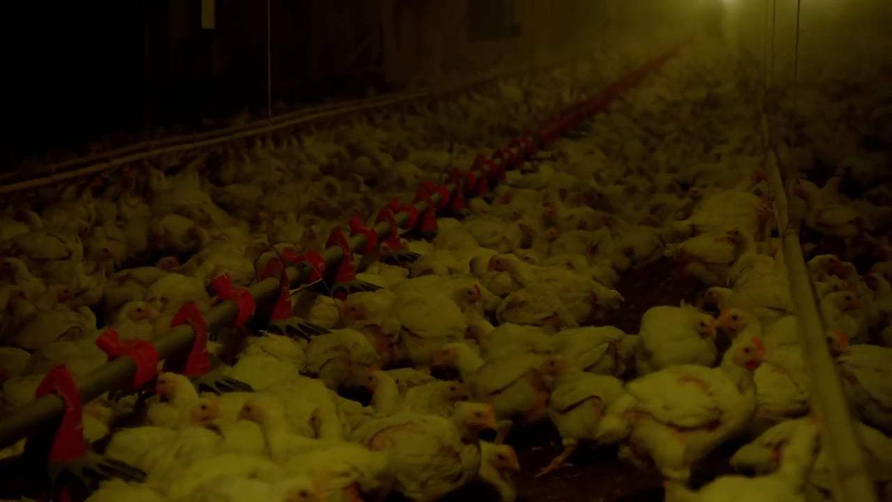 Eating Animals Trailer (2018) Screen Capture #2