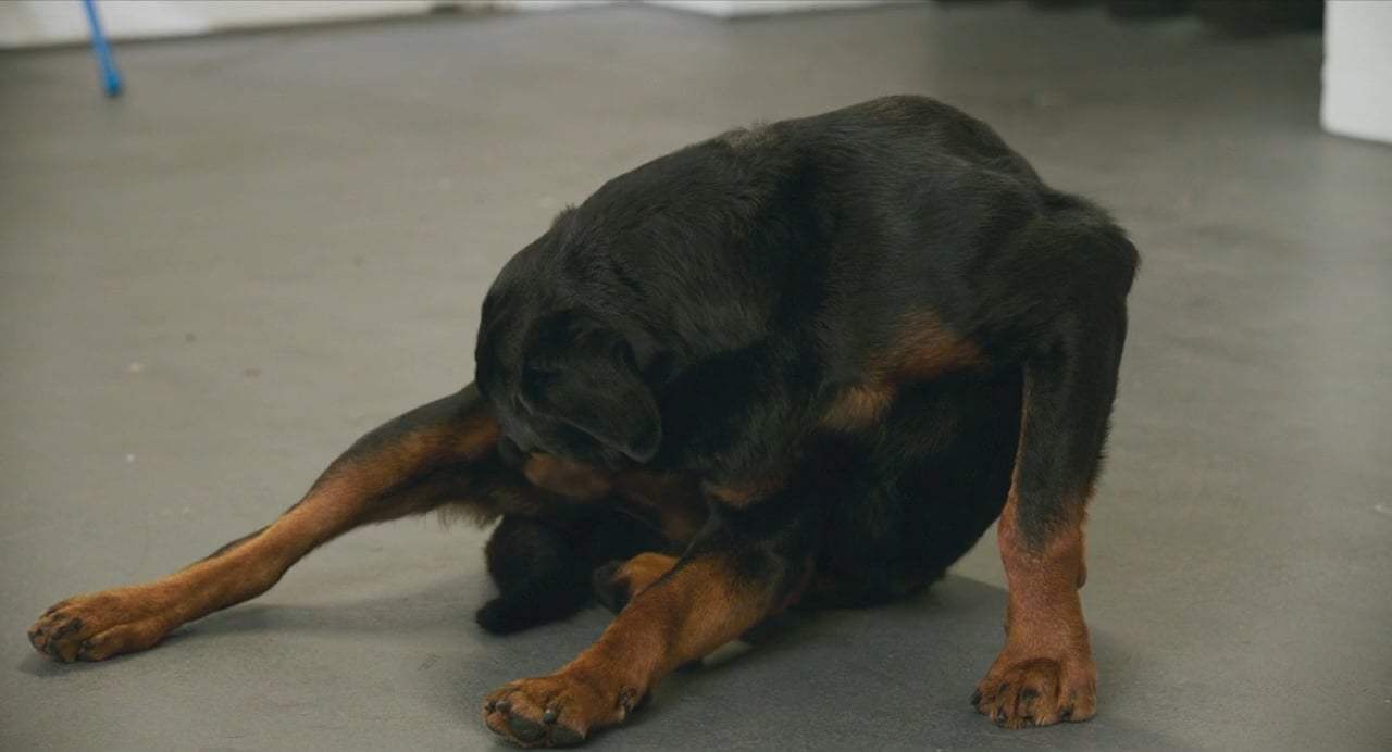 Show Dogs (2018) - Bikini Wax Screen Capture #4