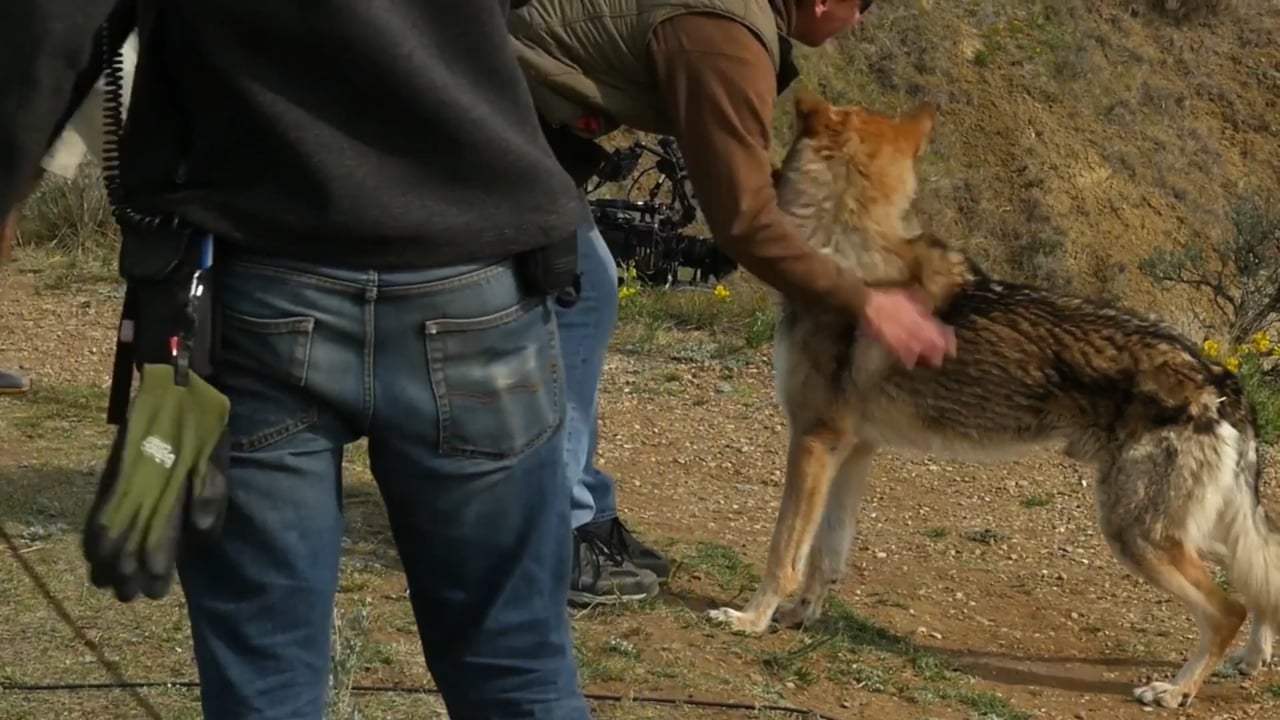 Alpha Featurette - Best Friends (2018) Screen Capture #3
