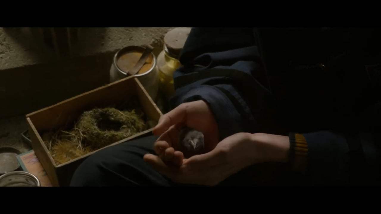 Fantastic Beasts: The Crimes of Grindelwald Featurette - Newt's New Grindelwald (2018) Screen Capture #4