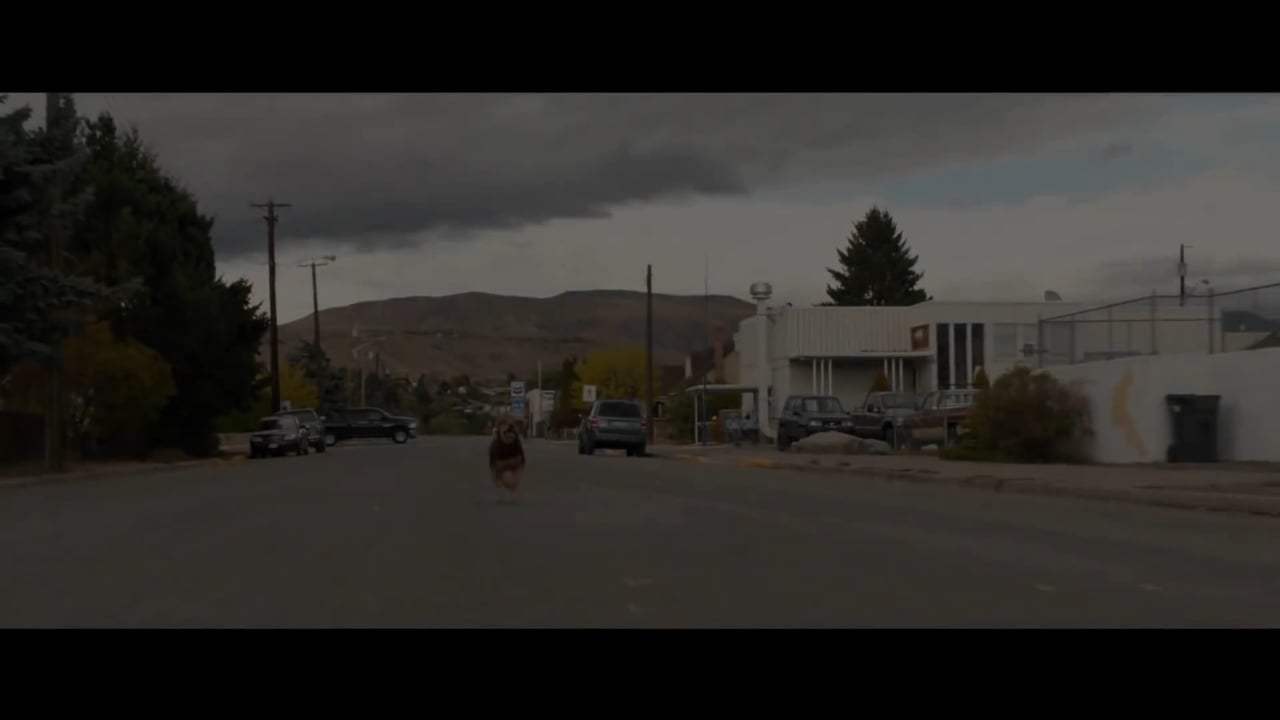 A Dog's Way Home International Trailer (2019) Screen Capture #4