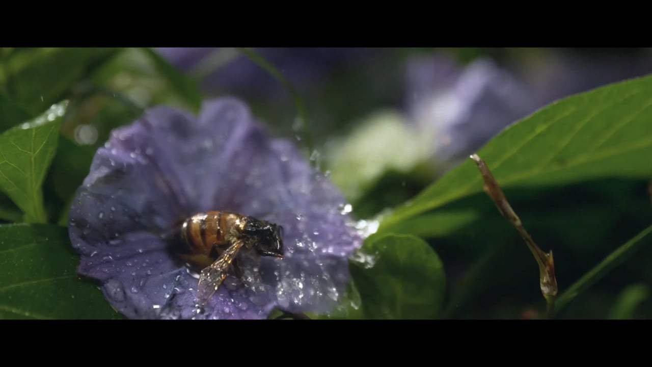 The Biggest Little Farm Trailer (2019) Screen Capture #4