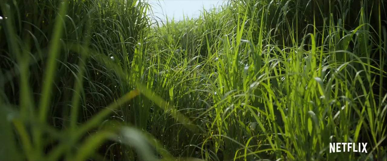 In the Tall Grass Trailer (2019) Screen Capture #2