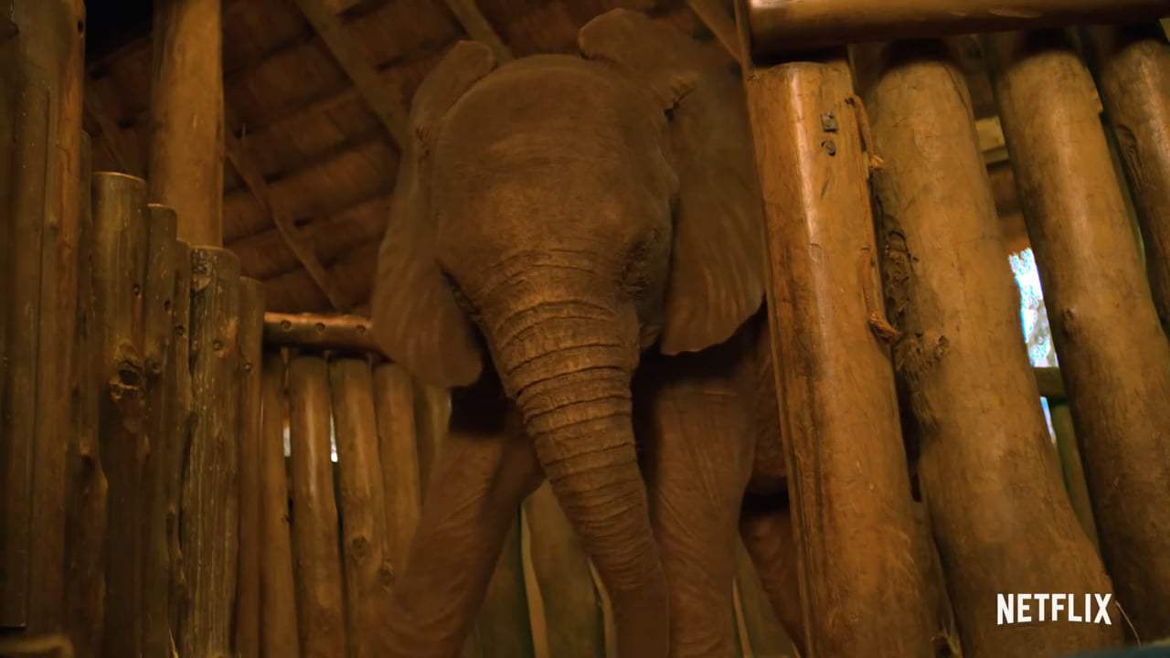 Holiday In The Wild Trailer (2019) Screen Capture #3