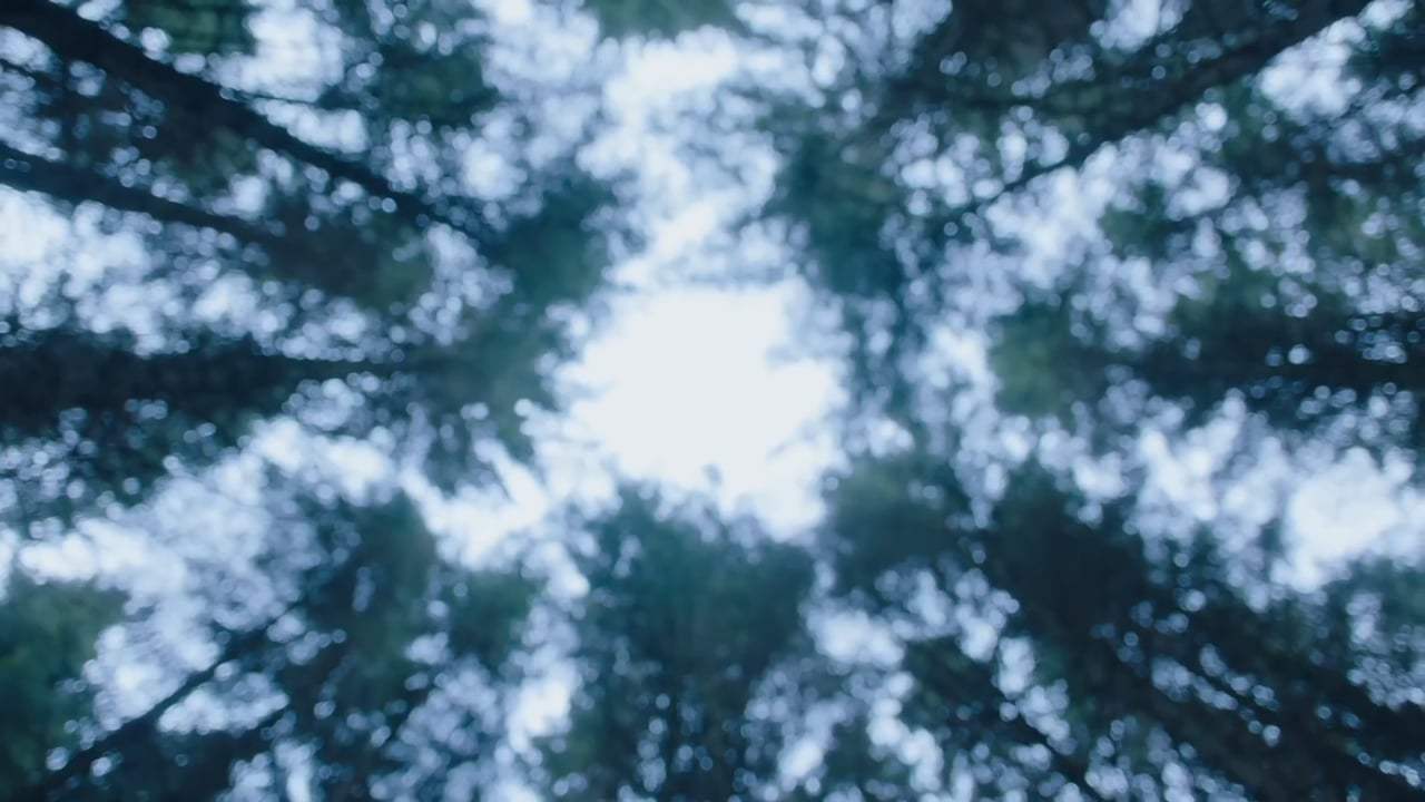 The Other Lamb Trailer (2020) Screen Capture #4