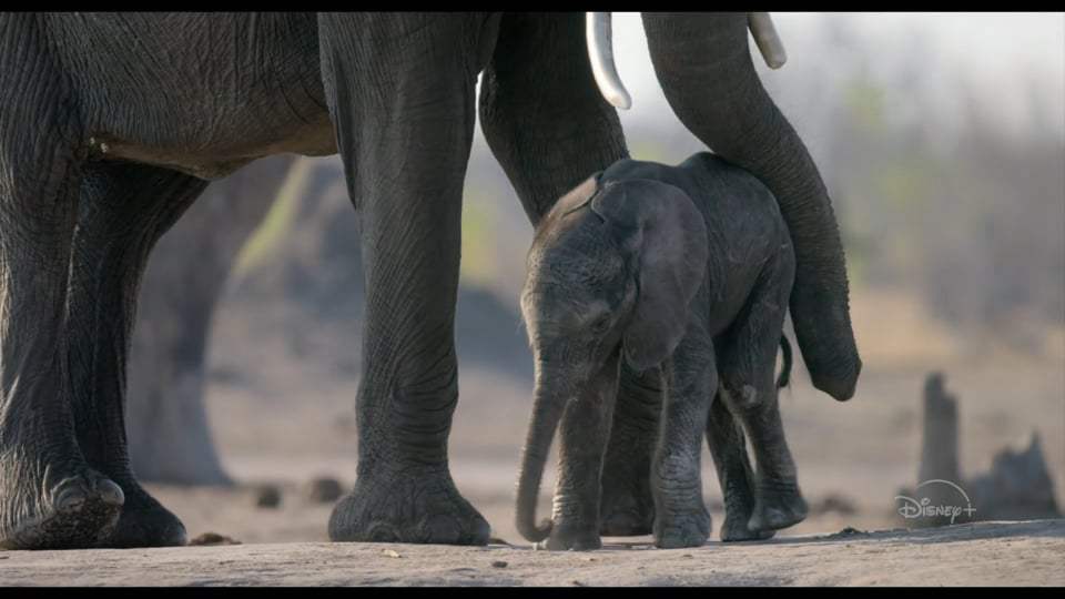 Elephant Featurette - Inside Look (2020) Screen Capture #3