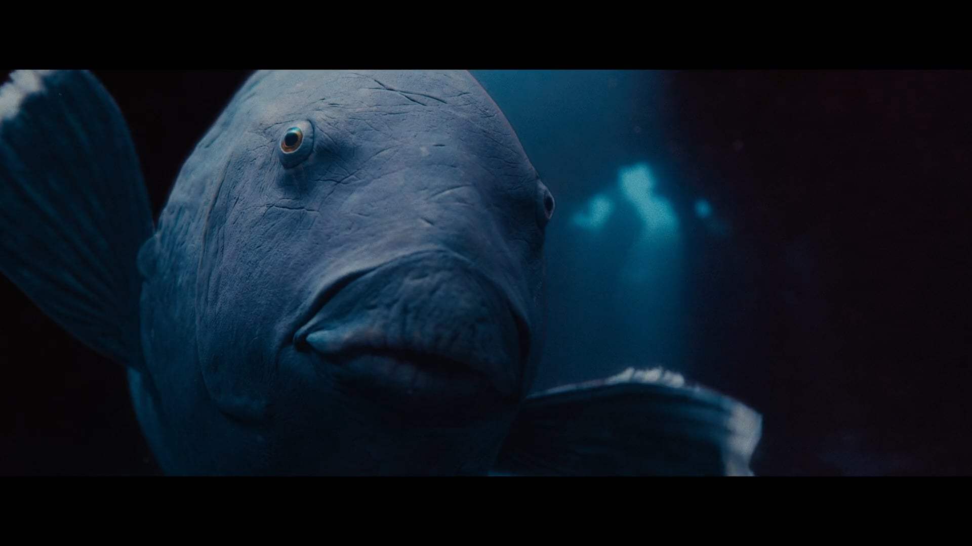 Blueback Trailer (3023) Screen Capture #4