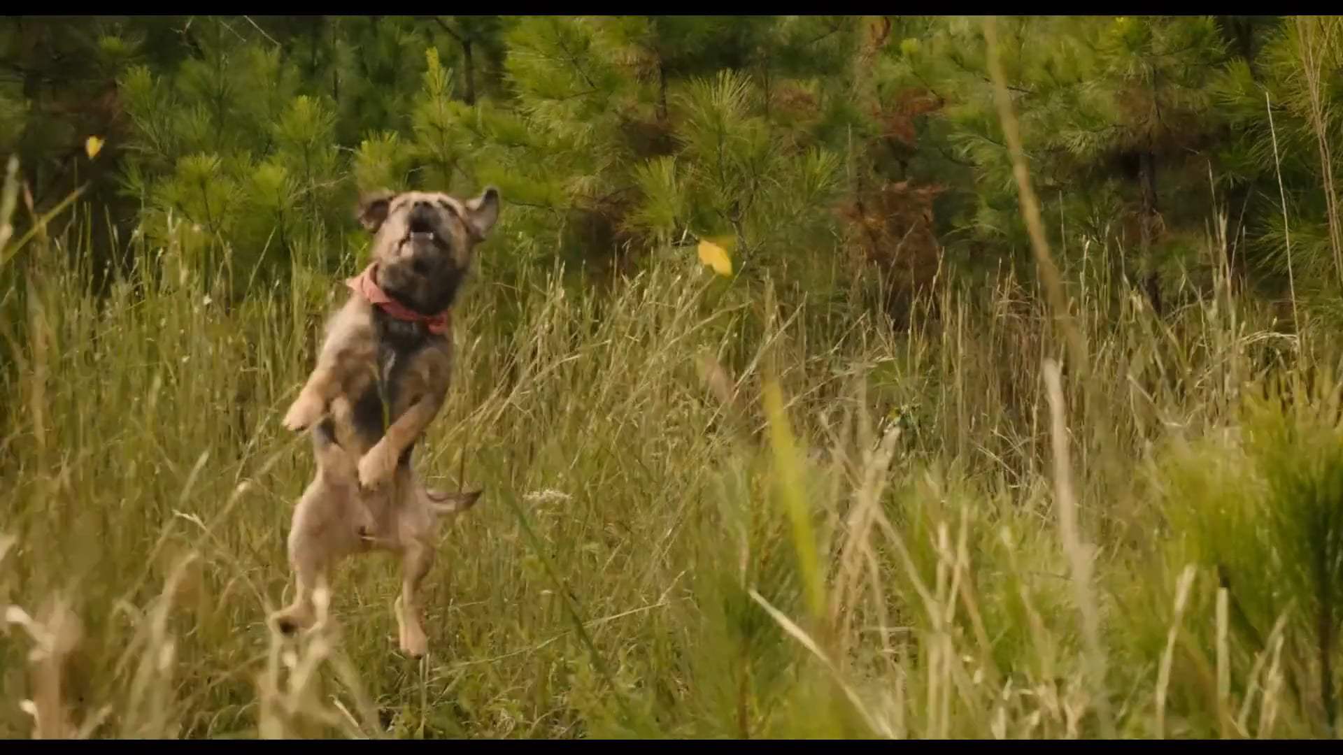 Strays Trailer (2023) Screen Capture #1