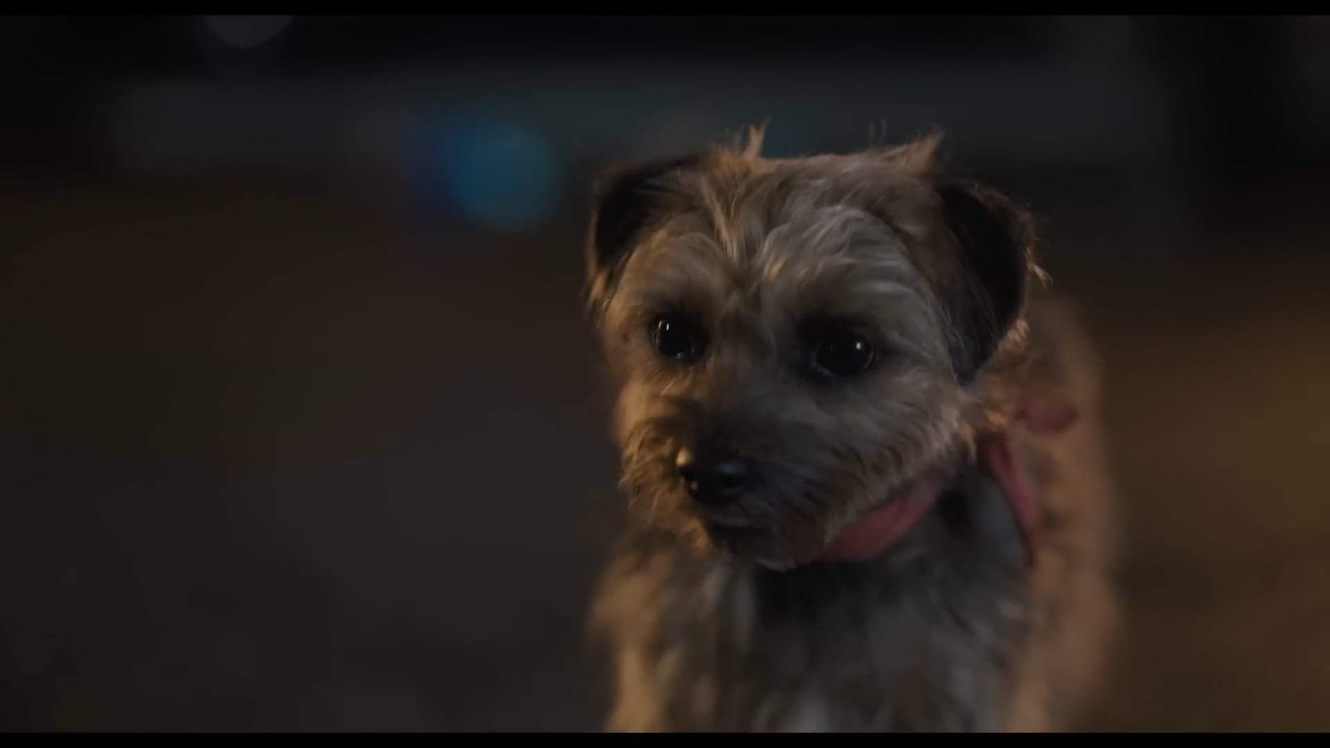 Strays Trailer (2023) Screen Capture #2