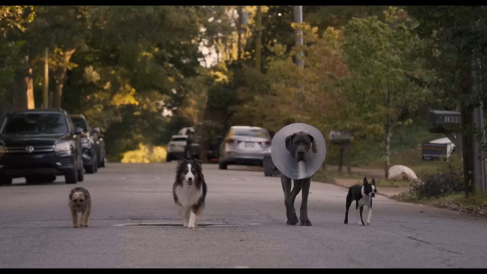 Strays Trailer (2023) Screen Capture #3