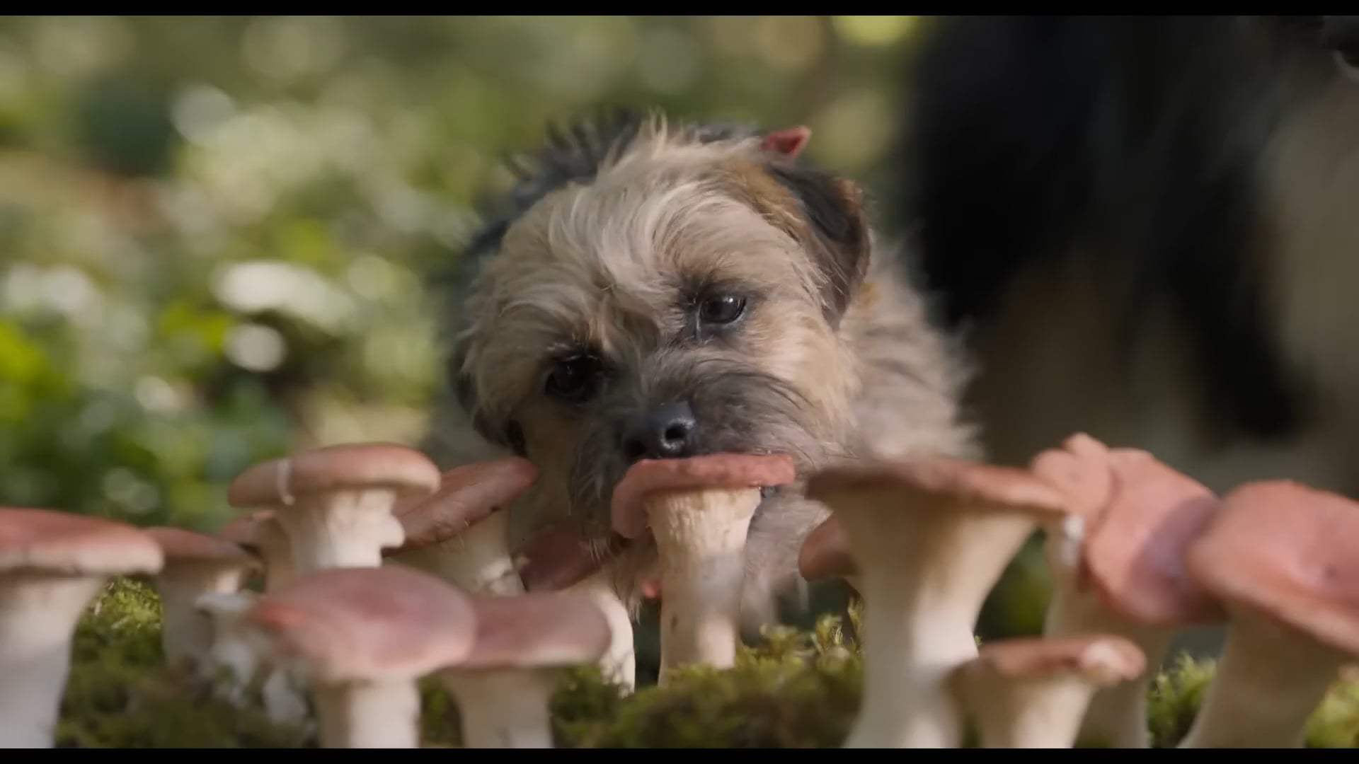 Strays Trailer (2023) Screen Capture #4