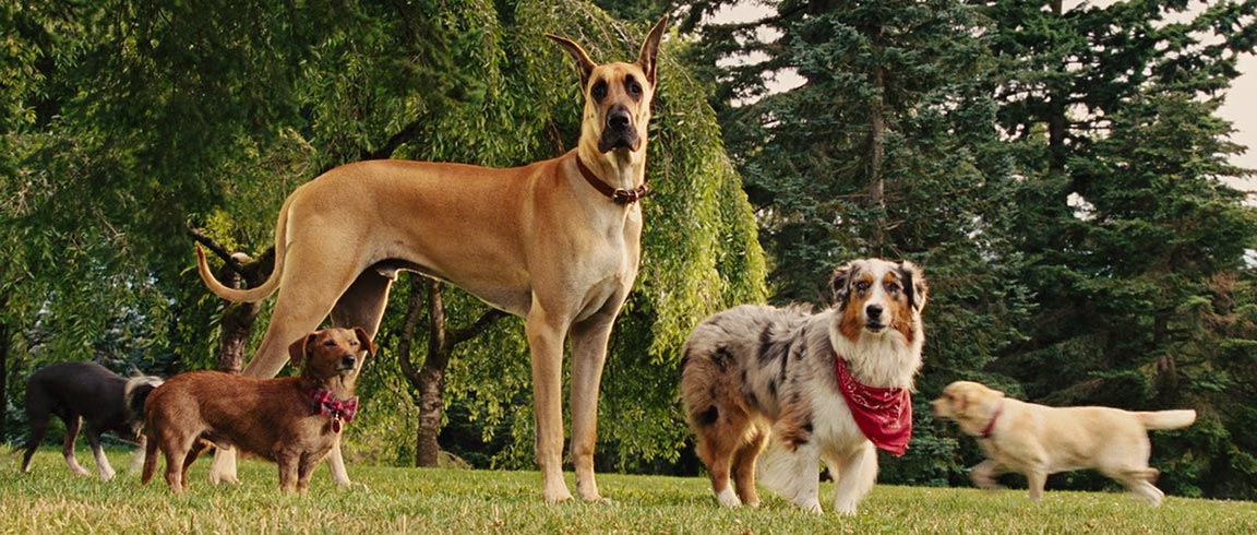 Marmaduke Trailer Screencap