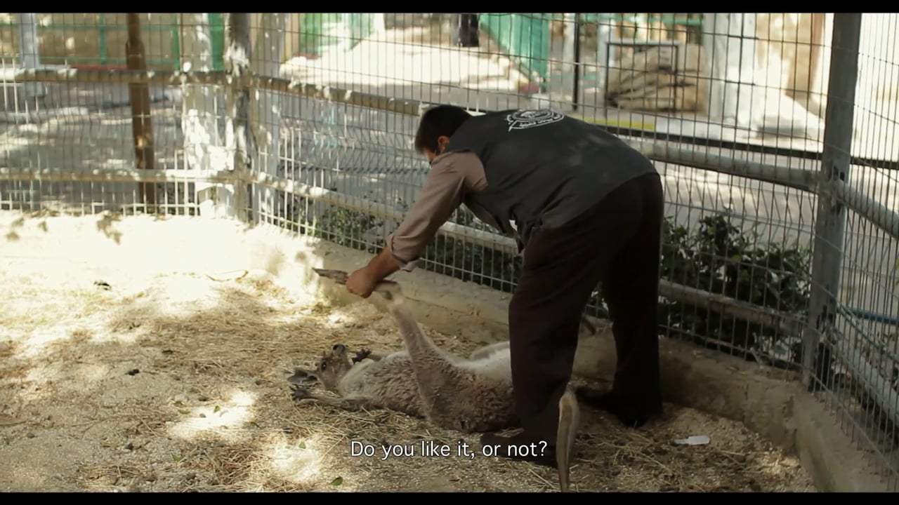Waiting for Giraffes Trailer (2017)