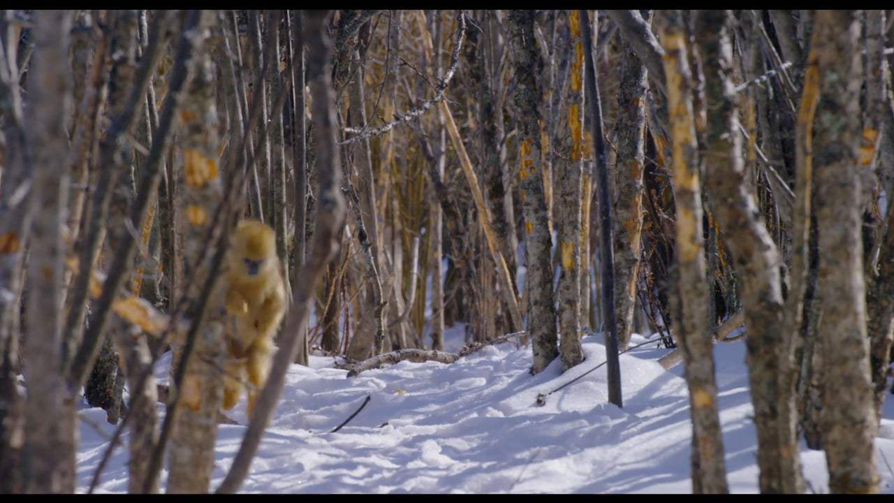 Born in China (2017) - Snow Cha Cha