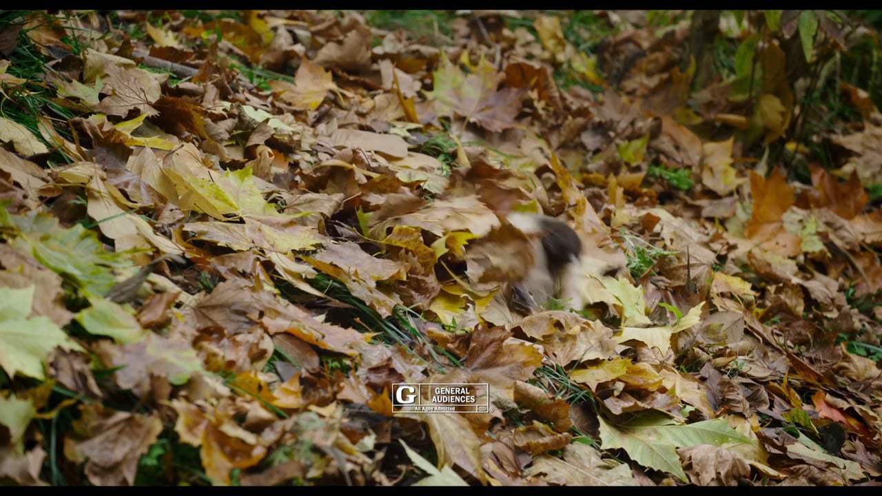 Born in China TV Spot - All Over the World (2017)