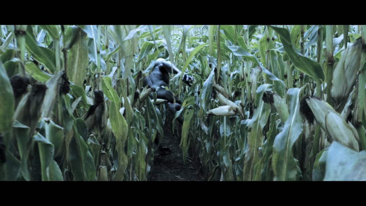 The Gracefield Incident Trailer (2017)