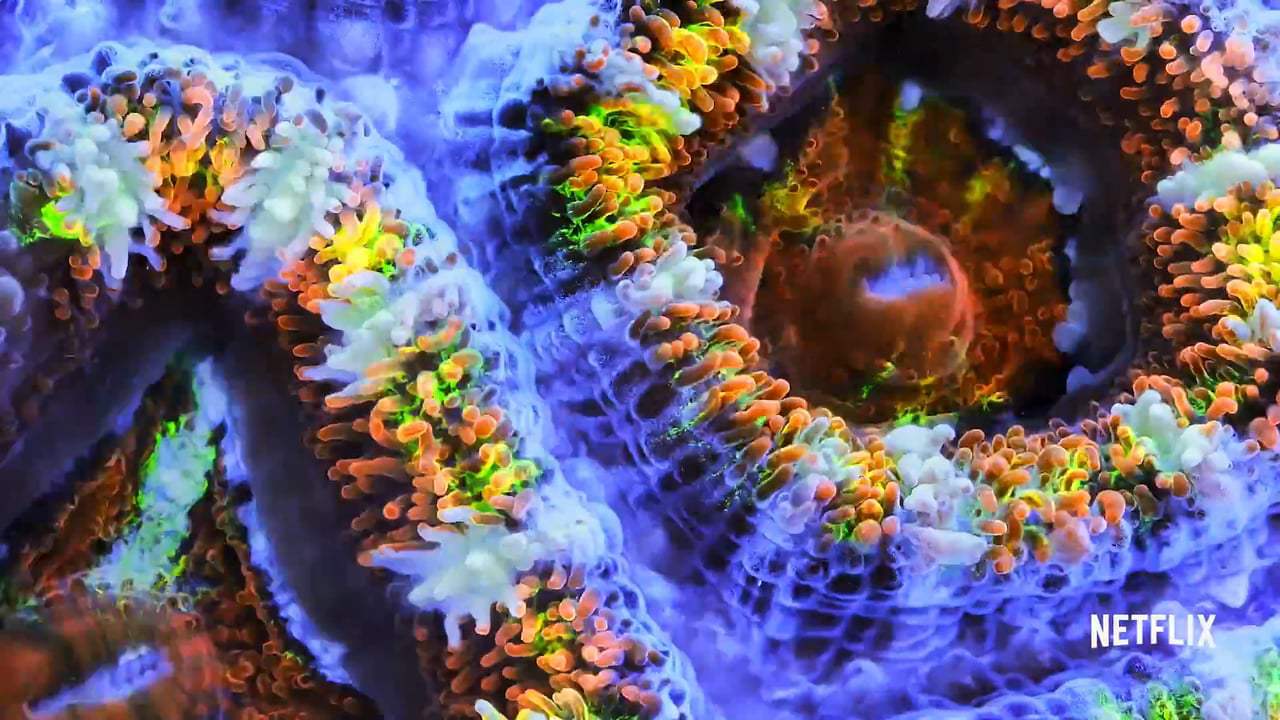 Chasing Coral Feature Trailer (2017)