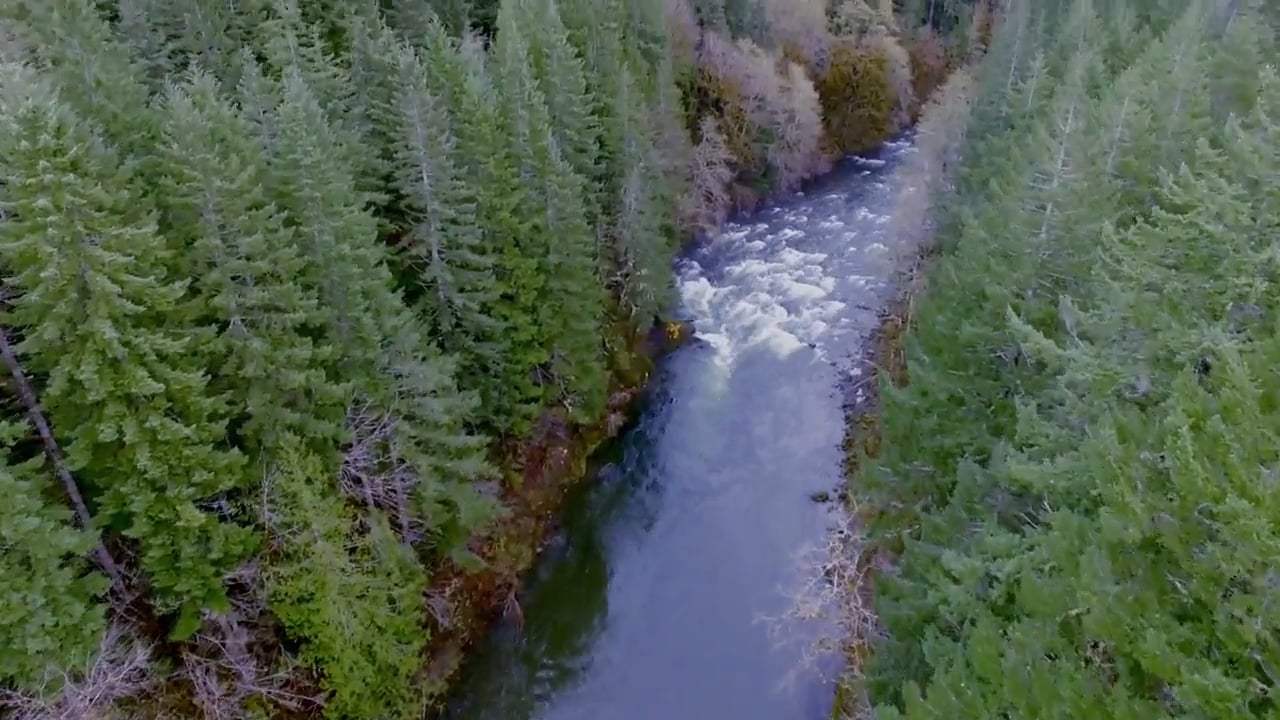 The Memory of Fish Trailer (2016)