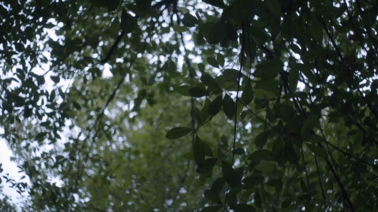 Free in Deed Feature Trailer (2017)
