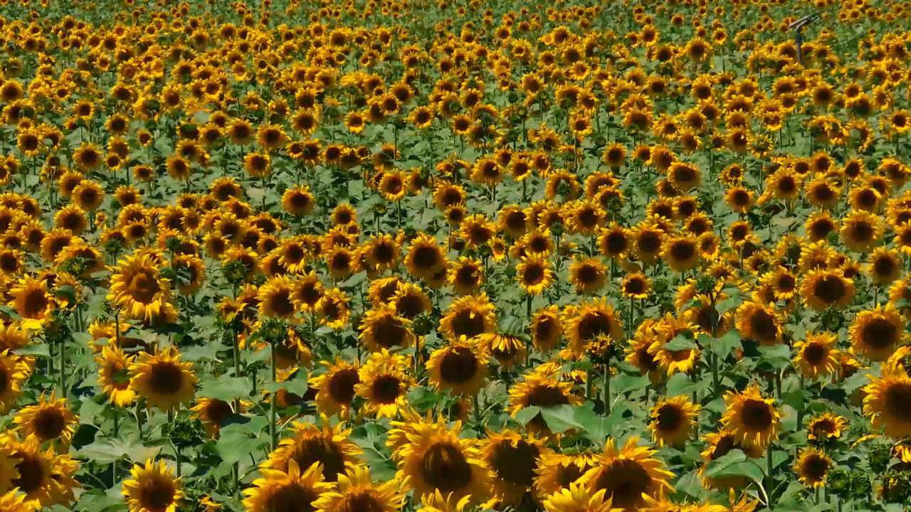 Spettacolo Trailer (2017)