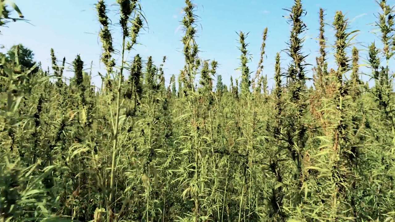 The Legend of 420 Trailer (2017)