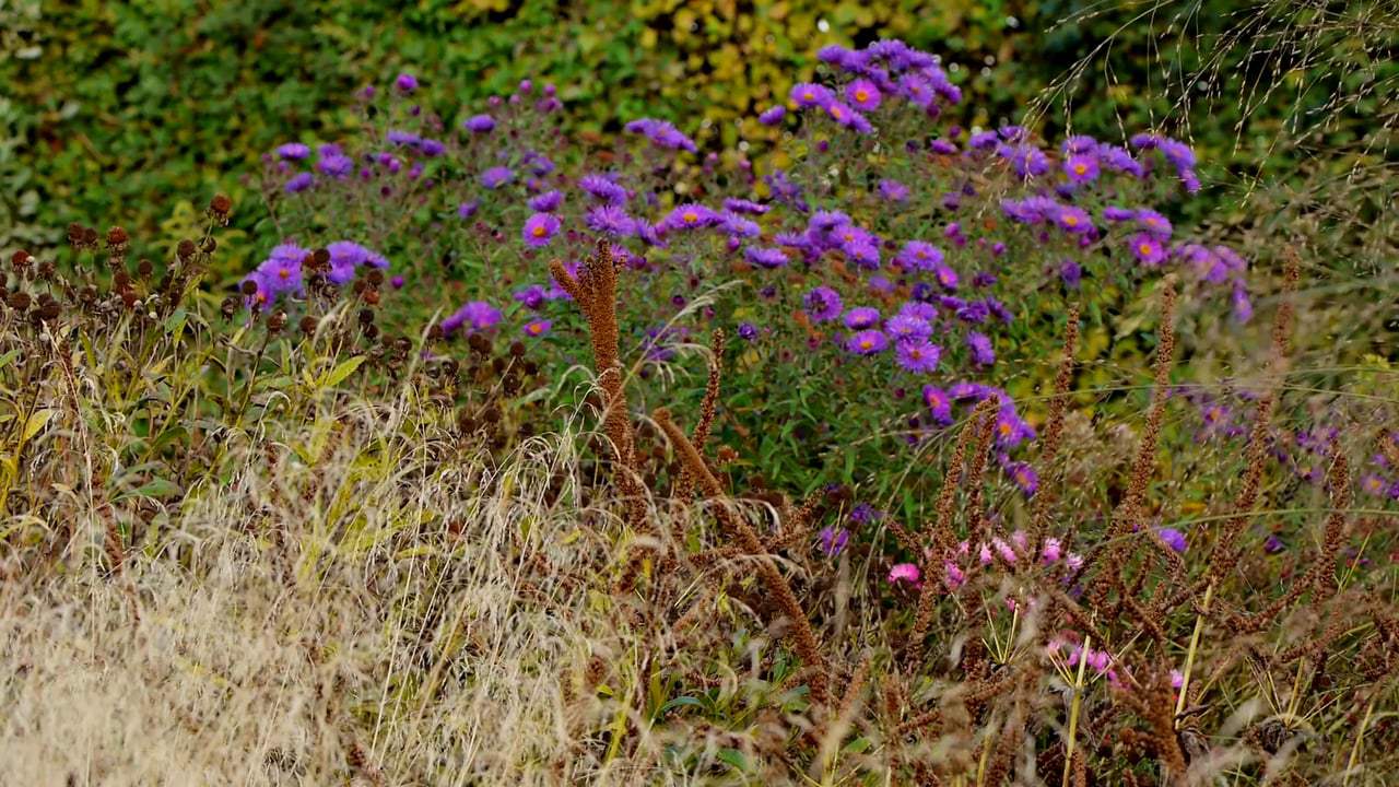 Five Seasons: The Gardens of Piet Oudolf Trailer (2017)
