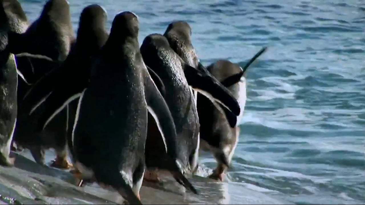 The Penguin Counters Trailer (2017)