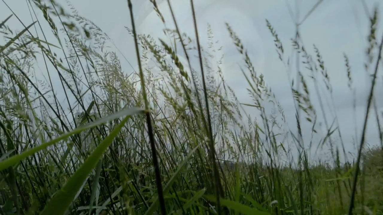 The Pearl Feature Trailer (2016)