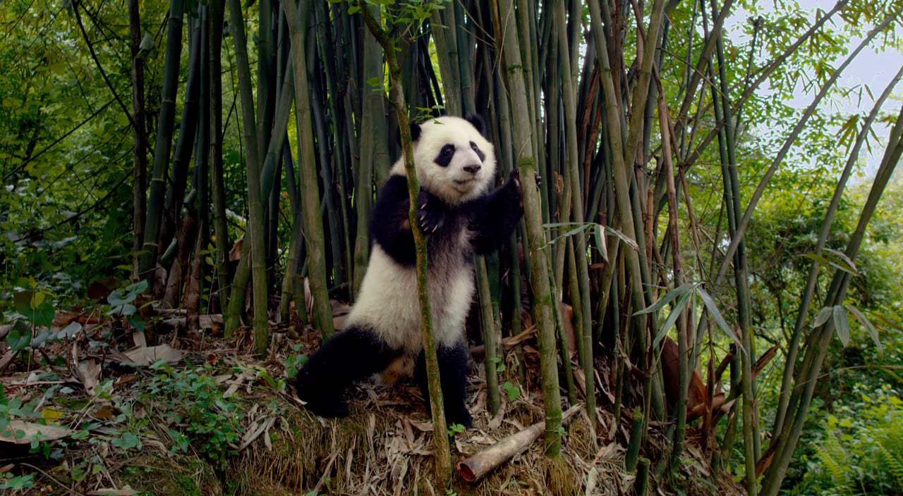 Pandas Theatrical Trailer (2018)